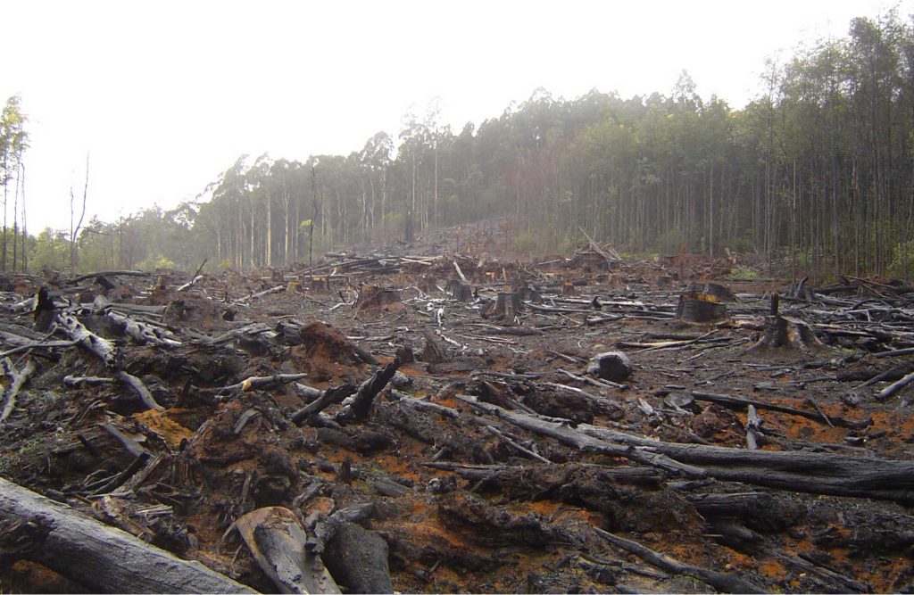 Deforestation, clear cutting