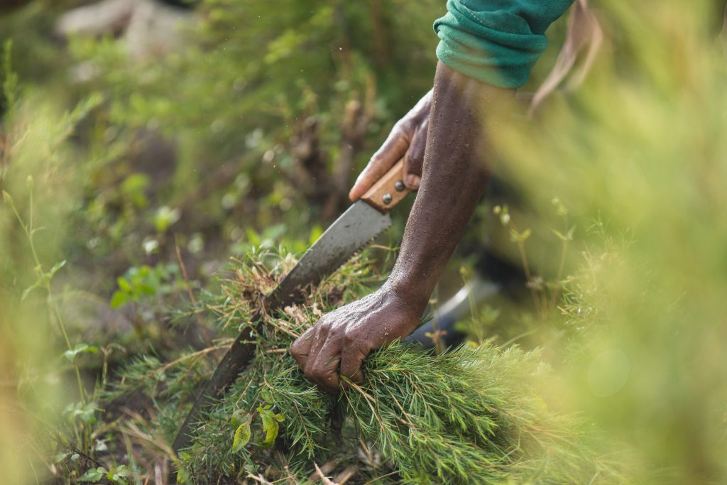 Harvesting crops for essential oils