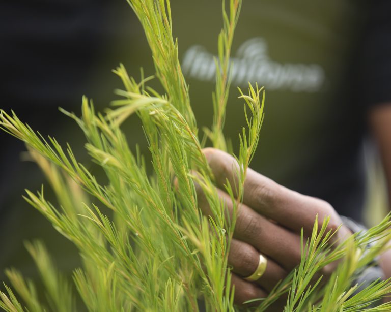 Farmforce Rodney with Tea Tree plants