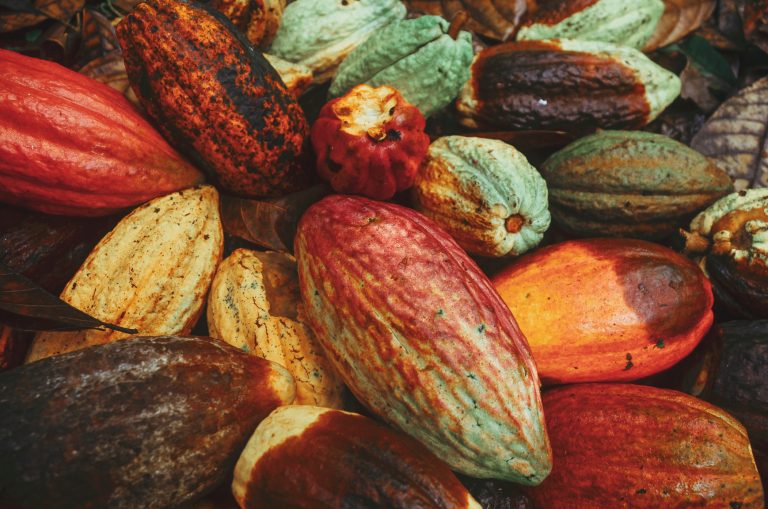 chocolate making process; colorful cocoa beans harvested and collected on the ground