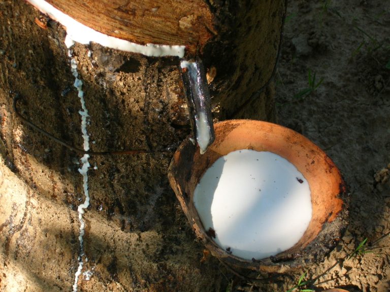 A Rubber tree being used to extract rubber into a bucket.
