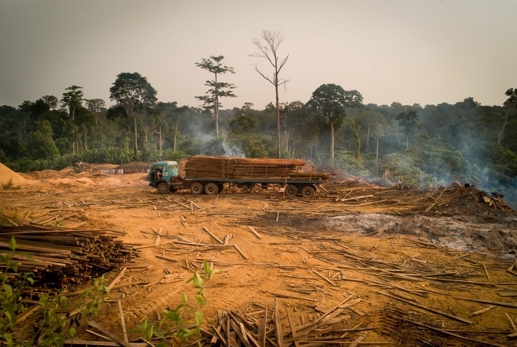 High angle view truck with logs in forest