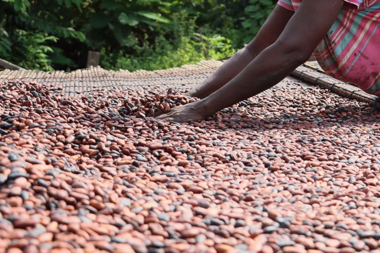 Spreading cacao to dry