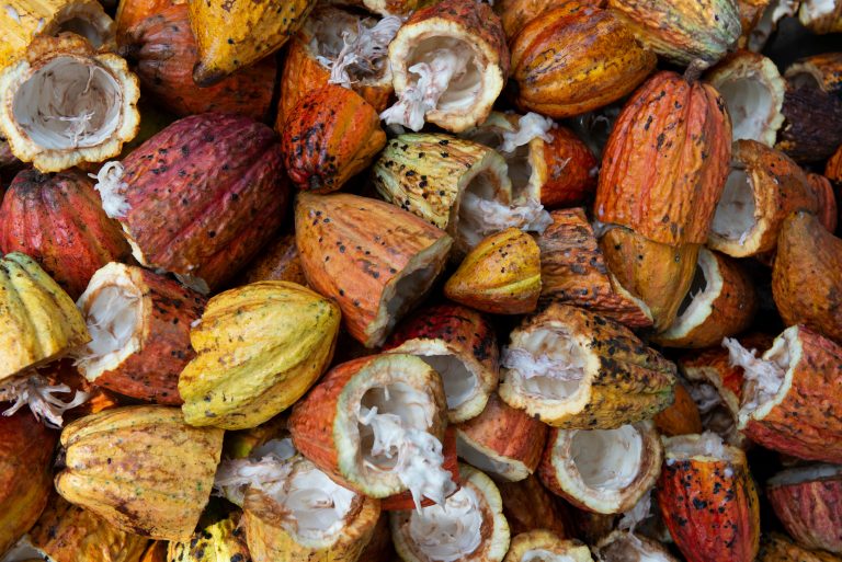 Farmforce Cocoa Beans Open