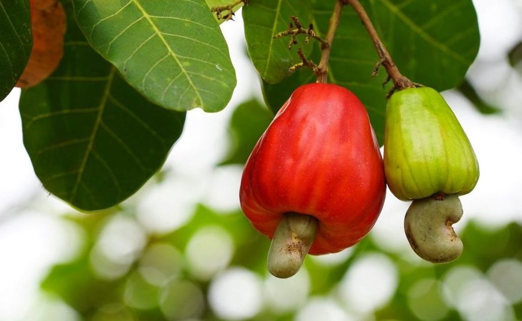 cashew,fruit.,cashew,fruit,(anacardium,occidentale),hanging,on,tree.,cashew
