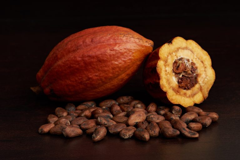 cacao,harvest,fruit,theme.,agriculture,of,cocoa,pod,with,dry
