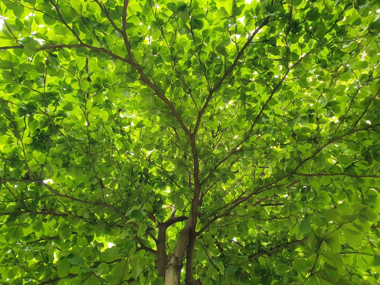 Farmforce Green leaves from a growing tree, Farmforce.