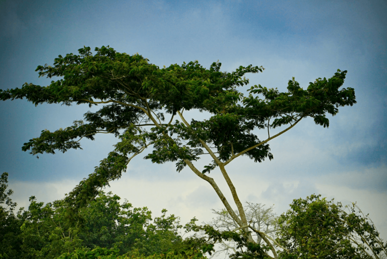 Green tree with a blue sky
