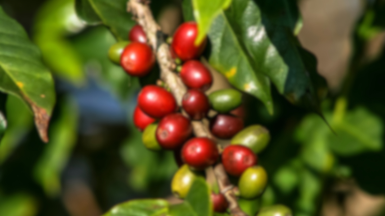 A red berry plant in a green plant bush.