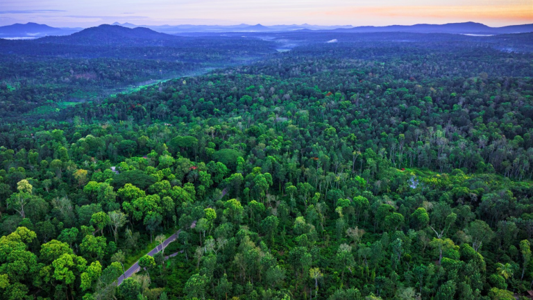 Lush green forest and trees along the Tata Coffee plantation. Rolling hills in the background.